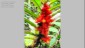 CostaRica TK 1084