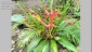 CostaRica TK 1260